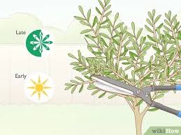 They also are excellent subjects for as you trim, think of the shape of a martini glass. How To Prune An Olive Tree 14 Steps With Pictures Wikihow