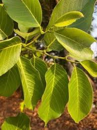 Image result for Bridelia micrantha