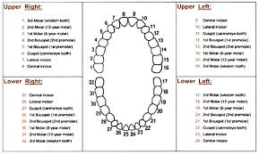 diagram of teeth numbers human tooth numbering chart dental