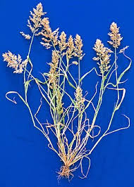 Image result for Eragrostis dinteri