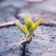 Resilience · the power or ability of a material to return to its original form, position, etc., after being bent, compressed, or stretched; Business Resilience Mckinsey Company