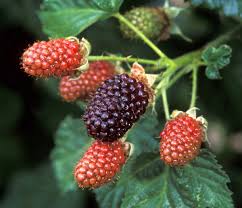 Check spelling or type a new query. Blackberries Center For Crop Diversification