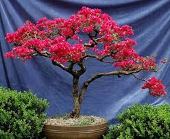 Promoting And Expanding The Bonsai Universe Page 82 Bonsai Chicago Botanic Garden Stone Lantern