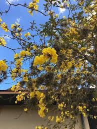 Since flowers are not always present, they should be used in conjuncture with other characteristics to identify a tree type. What Is This Tree Central Florida Whatsthisplant