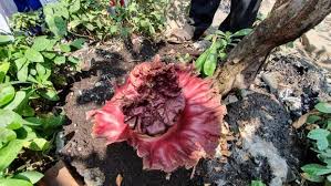 Misalnya untuk bunga anyelir warna merah jambu melambangkan kasih sayang abadi. Perbedaan Porang Dan Suweg Beserta Cirinya