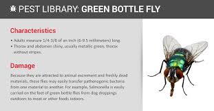 How do you get rid of them? Green Bottle Fly Control Prevention Copesan Pest Library