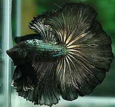 Male Black Gold Dragon Over Halfmoon Betta Top Quality Thai Imp Halfmoon Betta Betta Gold Dragon