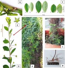 Image result for Phyllanthus tenellus