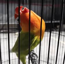 Setelah tercampur dan disaring maka gunakan itu untuk. Cara Membuat Racikan Pakan Lovebird Konslet Agar Ngekek Panjang Dan Gacor Sukses Perawatan