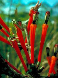 Image result for Loranthaceae