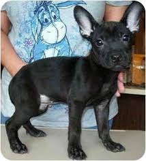 Crossing labs with other dog breeds has become increasingly popular in recent years, producing such designer mixes as labradoodles and goldadors. French Bulldog And Labrador Online