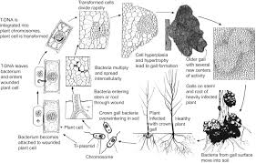 Crown Galls An Overview Sciencedirect Topics
