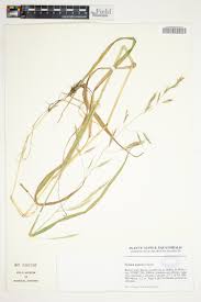 Image result for Poecilostachys oplismenoides