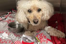 Fundraiser by Leanne Walter : ICU Emergency Surgery For Mason