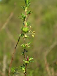 Image result for Cliffortia