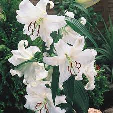 Oriental Lily Casa Blanca K Van Bourgondien White Lily Flower Oriental Lily Lily Flower