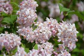 Image result for Deutzia x hybrida ′Mont Rose