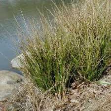 Image result for Juncus exsertus