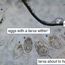 Image result for Sarcoptes scabiei life cycle