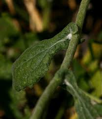Image result for Helichrysum panduratum