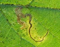 Image result for Stigmella lemniscella