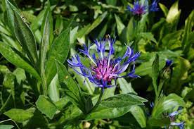 Rund 500 arten zählt die flockenblume (centaurea), die ursprünglich aus amerika stammt und nun hauptsächlich in europa, im mittelmeerraum oder im vorderen asien vorkommt. Berg Flockenblume Pflegen Alles Rund Ums Giessen Dungen Schneiden Und Uberwintern