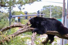 Topeka Zoo Gage Park Topeka Zoo Topeka Black Bear