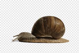 A snail is not a bug, but it is an animal. Snail Insect Lying Hungry Snails Brown Animals Animal Png Pngwing