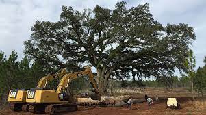 Large Tree Transplanting Tree Transplanting Weird Trees Tree Images