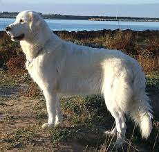 Andiamo a scoprire tutte le sue caratteristiche. Cane Da Pastore Maremmano Abruzzese Temperamento Idee Green