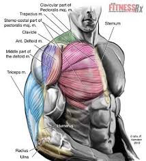 This diagram depicts muscle in the body 744×1054 with parts and labels. Total Body Power Total Body Workout Gym Weight Routine Body