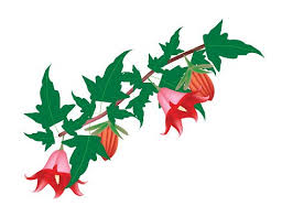 Εικόνα Clipart Υποκατάστημα της Canarina Canariensis λουλούδι σε λευκό φόντο