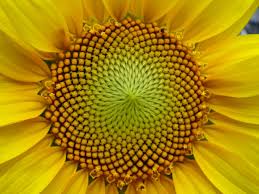 Resultado de imagen para girasol