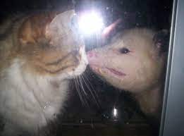 Our Rocky The Kit Kat Made Friends With The Condo Community Opossums We Named This Possum Awesome He Grew To Be Really Big Pet Day Animals Opossum