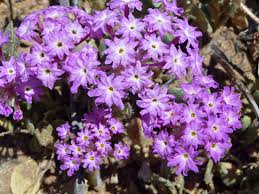 Image result for Vandellia subracemosa