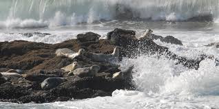 Winds nnw at 22 to 25 mph (35.4 to 40.2 kph) (35.4 to 40.2 kph). Seal Rock State Recreation Site Outdoor Project