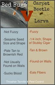 They feed off of birds, such as chickens and turkeys one of the main differences between carpet beetles and bed bugs is that carpet beetles have a mouth that was designed to chew on plant material. How To Tell The Difference Between Bed Bugs And Carpet Beetles Thrasher Termite Pest Control