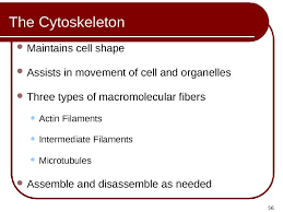 One way that cells maintain a solid shape is by making cytoskeletal filaments discussed above. S Y Lv Ia S M