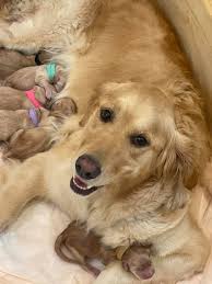Maybe you would like to learn more about one of these? Golden Retriever Puppies New Braunfels Tx Home Facebook