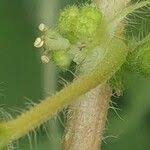 Image result for Pouzolzia guineensis