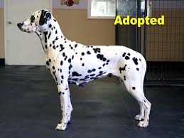 Contact texas dalmatian breeders near you using our free dalmatian breeder search tool below! Dalmatian Rescue Of North Texas