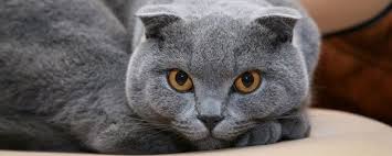 How Much Does A Scottish Fold Weight Scottish Fold Cats