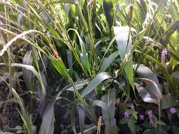 Image result for Urelytrum agropyroides