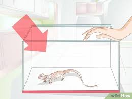 Diy bearded dragon cage ideas. How To Set Up A Tank For Bearded Dragons With Pictures Wikihow