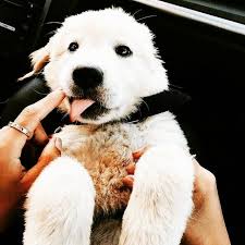 chien chiens mon chien j aime chien j adore mon chien chien mignon chien beau chien adorable chiot labrador retriever dogs animals