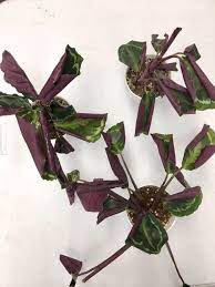 Calatheas And Their Curling Leaves Plant Care Tips And More La Residence Calathea Plant Plants Plant Care