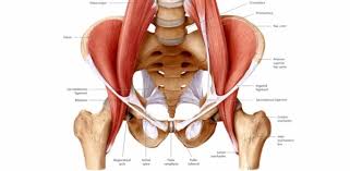 The chief symptom of a strained or torn hip flexor is pain in the area at the front of your hip where it meets your thigh. The Hip Flexor Complex Cms Fitness Courses