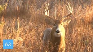 Maybe you would like to learn more about one of these? Buck Jumps Fence Giant Kansas Whitetail Monster Bucks Monday Youtube