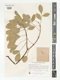 Image result for Schrebera trichoclada