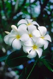 Plumeria Also Called Frangipani Are Tropical Trees Prized For Their Highly Fragrant Flowers One Way Plumeria In 2020 Plumeria Flowers Plumeria Tree Flowering Trees
